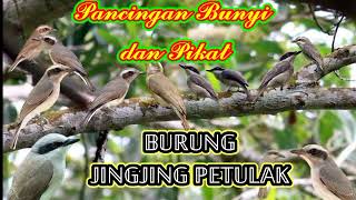 Download lagu Pancingan BUNYI dan PIKAT burung JINGJING PETULAK terbaik!! mp3 Download lagu Pancingan BUNYI dan PIKAT burung JINGJING PETULAK terbaik!! mp3