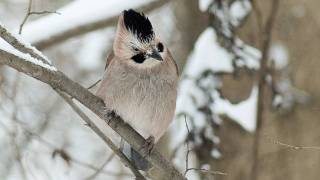 Winter Song - Ronan Keating