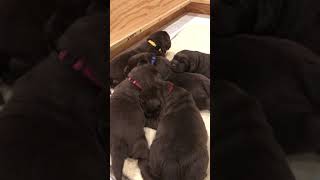 Video of Oakley - Encore puppies Feb 6, 2019...