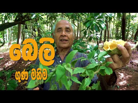 බෙලි වල විශ්මිත ගුණය.  Value of Bael fruit