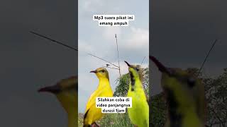 Download lagu Suara pikat sogon kejepit #pikatsogokontong #suarapikatburungkecil #fyp mp3