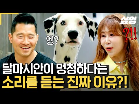 [#고독한훈련사] 달마시안은 청력이 좋지 않다고😲 백일이가 둔했던 이유..?! 사실은 열혈 개 엄마였던 서준 맘이 키우는 대형견 달마시안 백일이와 레트리버 꼼디 이야기🐾