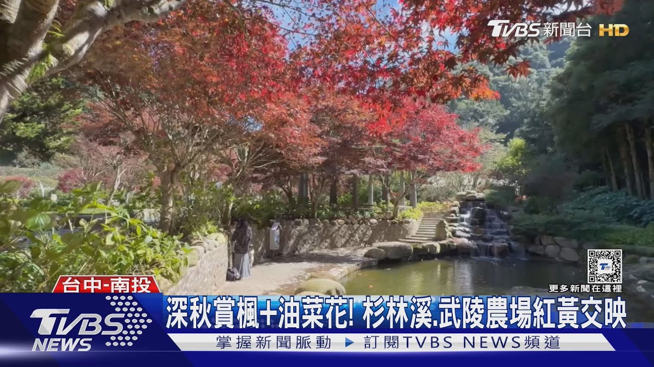 深秋賞楓+油菜花! 杉林溪、武陵農場紅黃交映