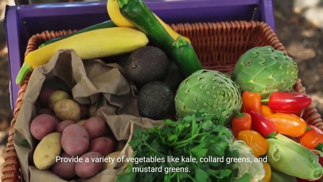 how to feed an iguana at home