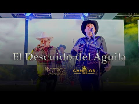 El Descuido Del Aguila CanelosJrs,El Potro De Sinaloa
