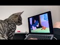 My Cat Reacts To Tom And Jerry Funny Reaction