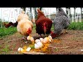 Do THIS with Old Chicken Eggs and see what happens 馃悢 Do THIS with Old Chicken Eggs and see what happens 馃悢