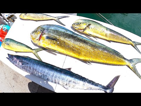 DEEP SEA Fishing in Hawaii | Wahoo | Mahi Mahi | Charter Fishing Oahu
