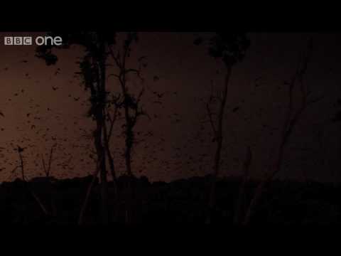 Life - The world's largest gathering of fruit bats - BBC