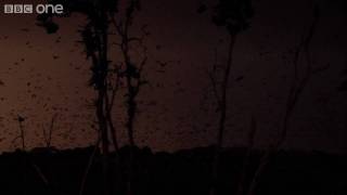 Life - The world's largest gathering of fruit bats - BBC One