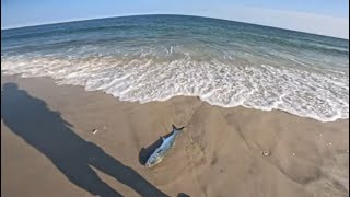 Catching Big Fish On Jig Head And Soft Bait - #fishing #bluefish #longislandfishing #surffishing