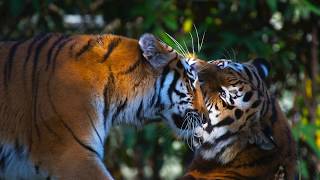 Ahimsa & Jegor: Sibirische Tiger im Tierpark Hellabrunn