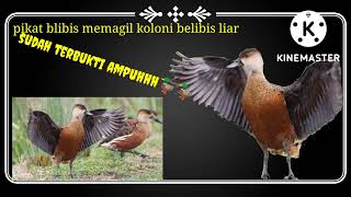 Download lagu suara pikat burung belibis memangil kawanan blibis liar pasti turun sudah terbukti ampuh🦆🦆🦆🦆 mp3