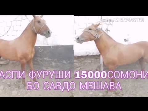 Таджикистане продают лошадь на рынок