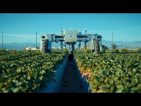 Strawberry picking robot that out performs human pickers heads to the fields