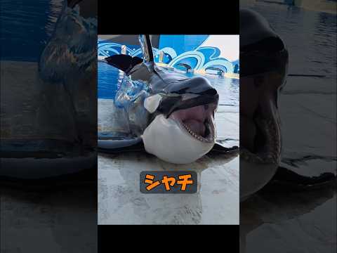 動物には本当に感情があるのでしょうか？ #動物 #癒やし #自然