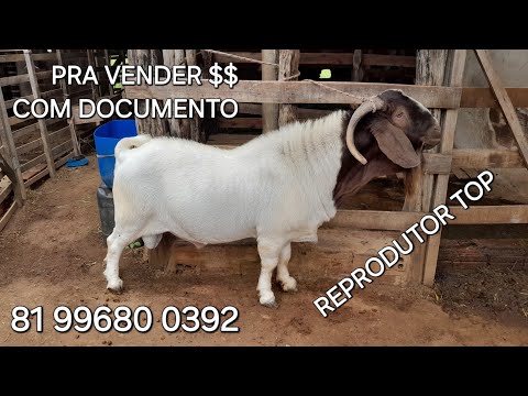Bode Booer PO com documento pra vender em Vertentes Pernambuco 
