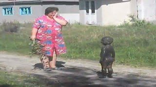 TRY NOT TO LAUGH 😆 Best Funny Videos Compilatio