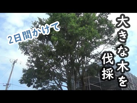 園芸 トウダイグサの木を切る