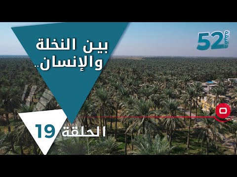 شاهد بالفيديو.. بين النخلة والإنسان  تشابه كبير   52 دقيقة م٥   حلقة ١٩