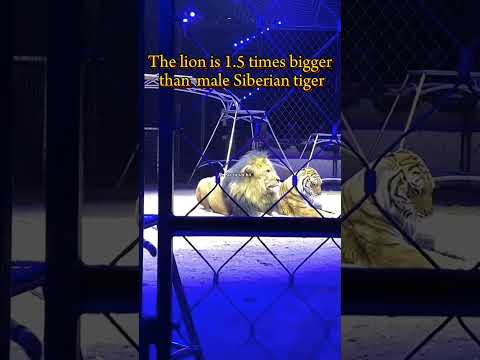 Size comparison of lions and Siberian tigers in circus