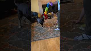 Video preview image #1 Australian Shepherd-Unknown Mix Puppy For Sale in Belleuve, NE, USA