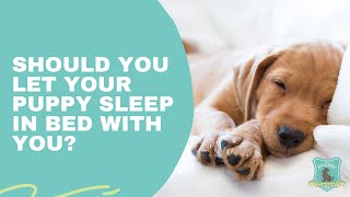 Should You Let Your Puppy Sleep in Bed With You?