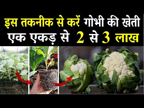 gobhi ki kheti kab aur kaise kare