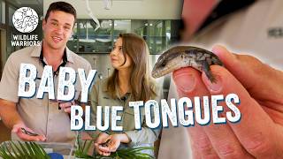 Baby Blue Tongue Lizards | Bindi Irwin & Chandler Visit Australia Zoo Wildlife Hospital Patients