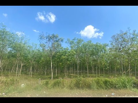 Large 29+ Rai Land Plot for Sale in a Prime Thalang Location