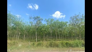 Large 29+ Rai Land Plot for Sale in a Prime Thalang Location