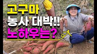 고구마 수확하다 기절할뻔 고구마 물안주고 심었더니