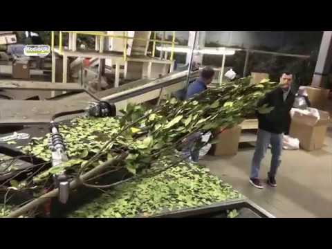 Defne Yaprağı Ayırma (Silkeleme) Makinesi