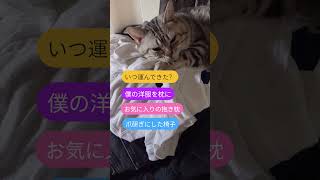 #猫#ねこ #cat
