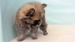 ハーフ犬の動画01