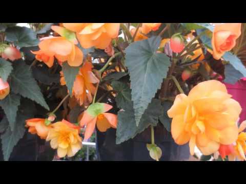 Ik wil zingen van mijn Heiland (JdH 657 - Opwekking 226)