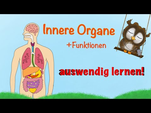 Learn about the organs of the human body