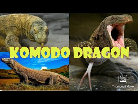 Komodo Dragon|Facts about Komodo dragon | Komodo dragon of Indonesia |Biggest lizard |Monitor lizard