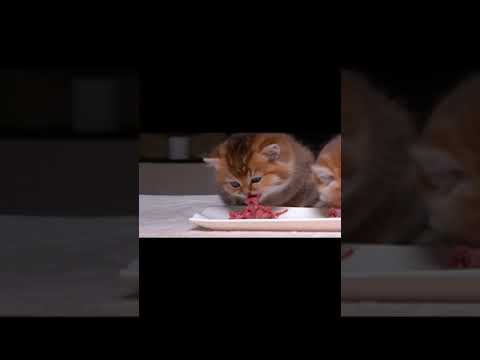#cat nomnomnom#cateating #amsreating #catsoftiktok #catvideo #PetsOfTikTok #kitt