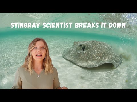 Are stingrays dangerous? (Plus 5 super-cool stingray facts)
