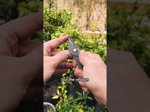 Productvideo 1 - Barebones Herb Harvest & Strip Tool – Roestvast Staal – Tumbled Steel
