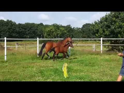 SF v VILANCIO x ROYAL HIT x EX LIBRIS geb 28.03.16  Iternety