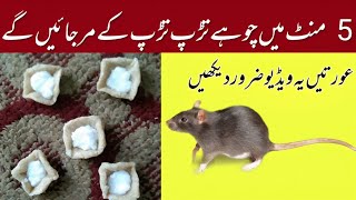 Urgent rat killer | rat killer in 5 minutes| rat killer home remedies | best rat killer