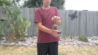 Finger Spin | Kendama Tutorial #1 (Mobile)