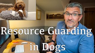 Resource Guarding in Dogs and How to Prevent it