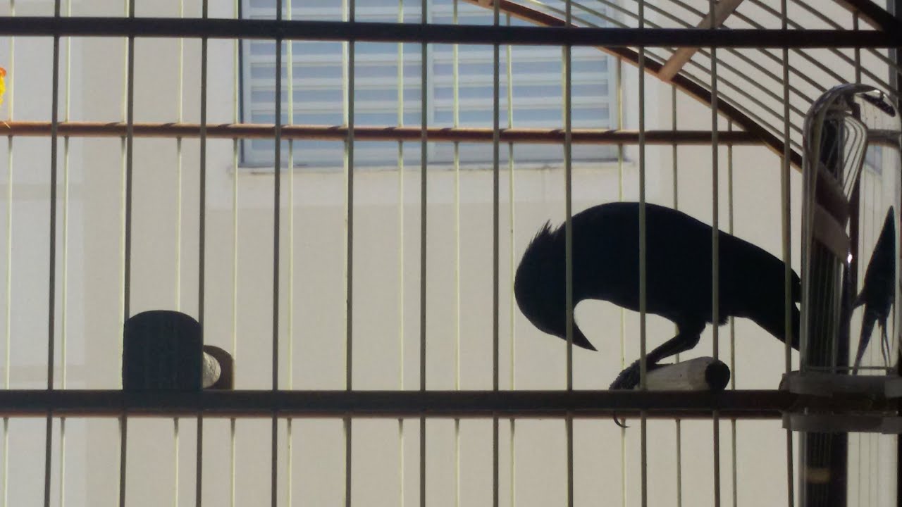 TÉCNICAS DE MANEJO DE PÁSSAROS PRETOS E OUTROS  !