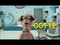 GOTYE SOMEBODY THAT I USED TO KNOW DOG VERSION