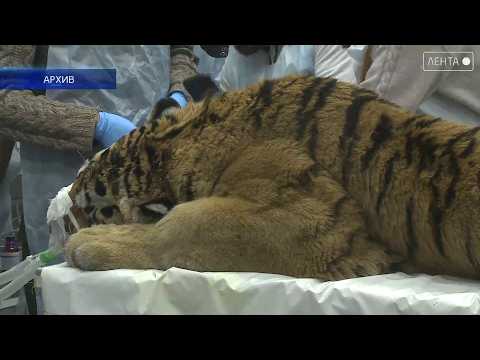 Напавший на человека в Чугуевском округе тигр изъят из дикой природы