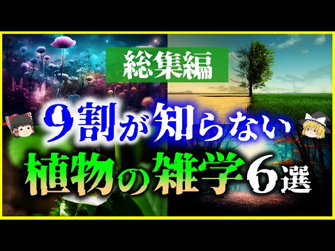 ペパロニとチリの乾燥: これが最良の結果を得る方法です 植物