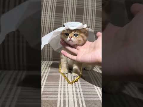  Tukoh Taka (Official FFF Anthem)